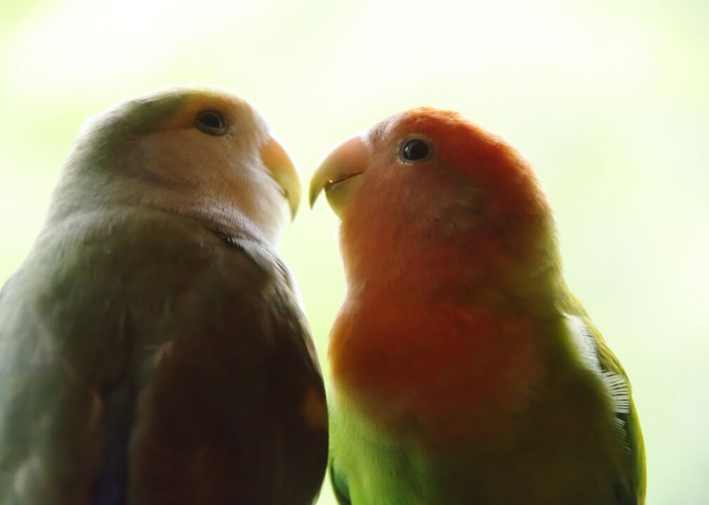 Lovebirds